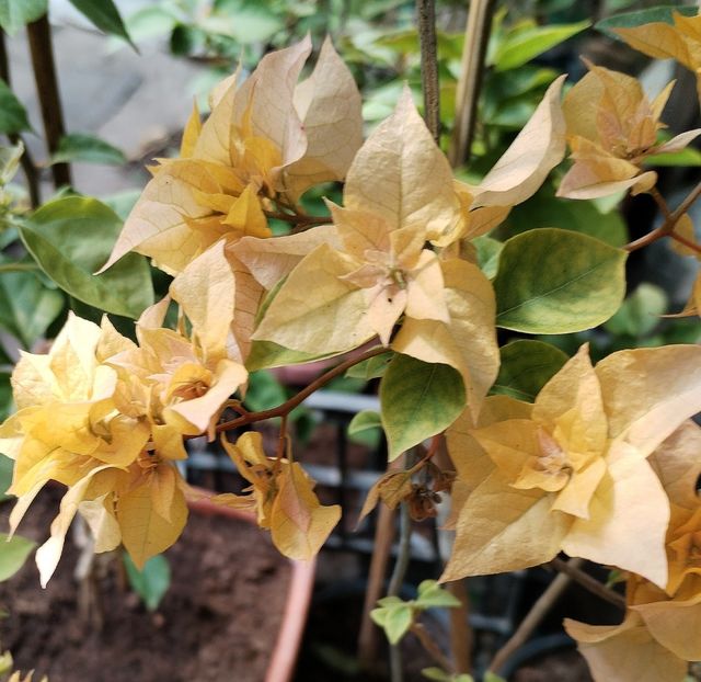 Aussie Gold - Flori 2025
