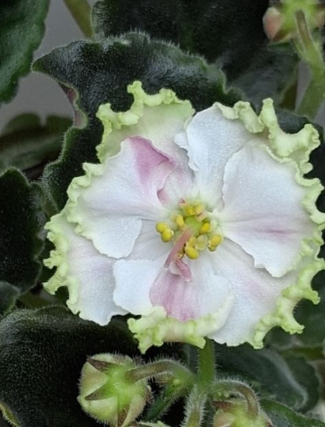  - KO - Orlovchanka 2