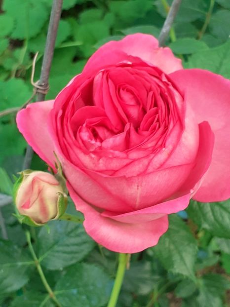  - Pink Eden Rose