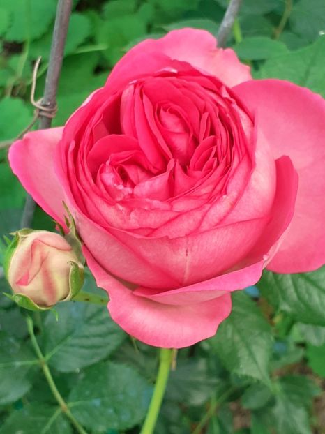  - Pink Eden Rose