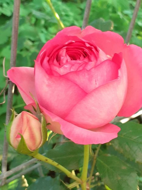  - Pink Eden Rose