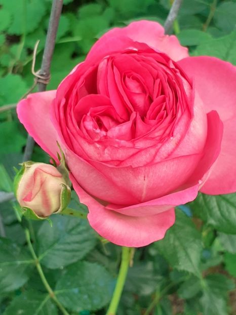  - Pink Eden Rose