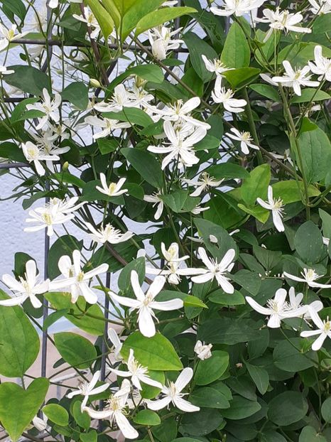 20250603_114853(0) - Mandshurica