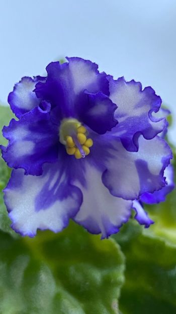  - Inova Spectra Blue