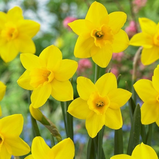 narcissus-sweetness-p1 - Narcise Sweetness
