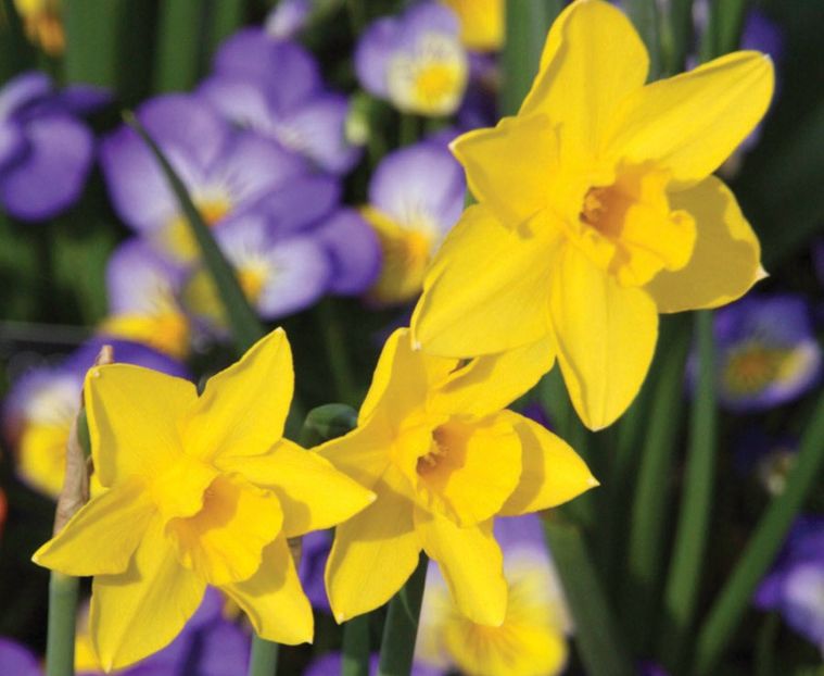 narcissus-sweetness-p4 - Narcise Sweetness
