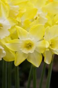 Narcise Pipit 3 - Narcise NARCISSUS PIPIT