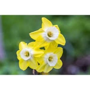 Narcise Pipit 4 - Narcise NARCISSUS PIPIT