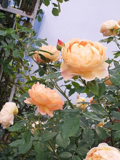  - Lady of Shallot 2021_ 2022