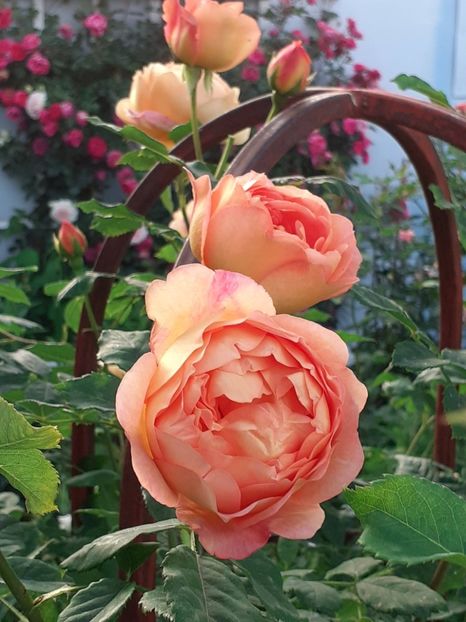  - Lady of Shallot 2021_ 2022