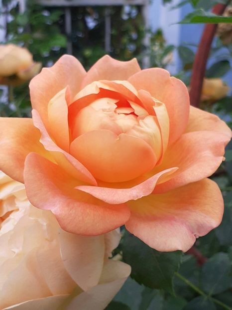  - Lady of Shallot 2021_ 2022