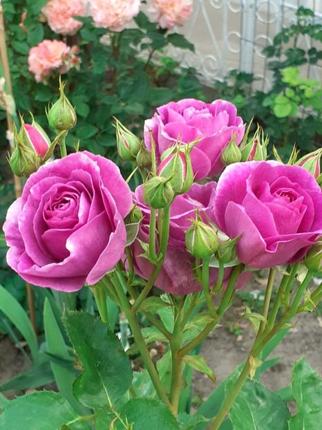  - Minerva 2021 - 2022