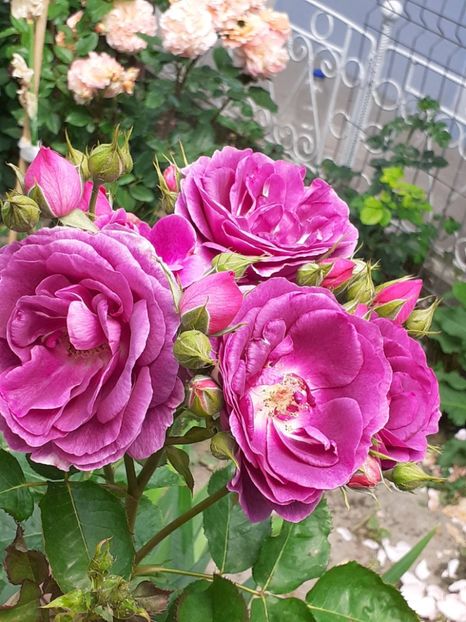  - Minerva 2021 - 2022