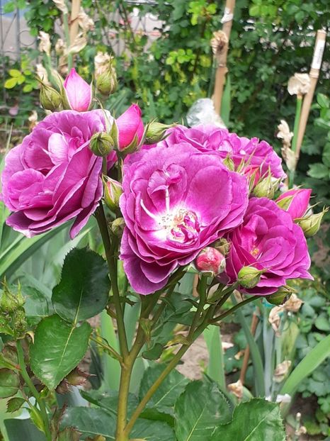  - Minerva 2021 - 2022