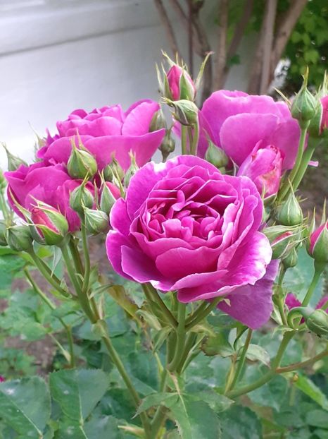  - Minerva 2021 - 2022