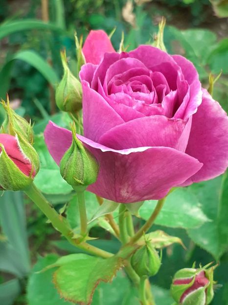  - Minerva 2021 - 2022