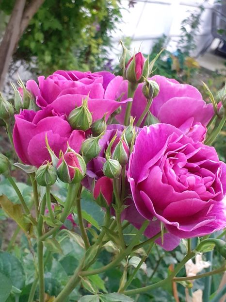  - Minerva 2021 - 2022