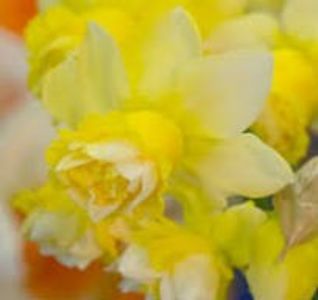 Narcise Milena - Narcissus Milena Galben