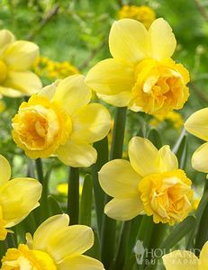 Narcise-milena - Narcissus Milena Galben