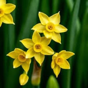 N. Baby Moon 1 - Narcissus Baby Moon