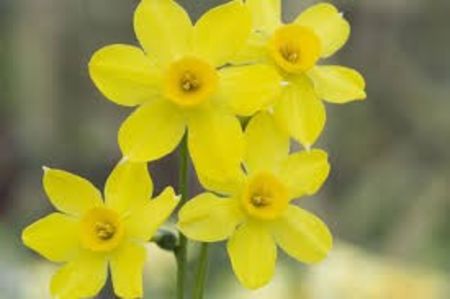 N. Baby Moon 2 - Narcissus Baby Moon