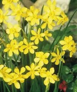 N. Baby Moon 3 - Narcissus Baby Moon