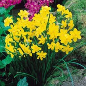 N. Baby Moon 4 - Narcissus Baby Moon