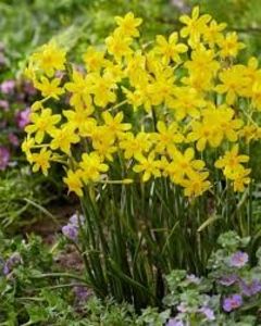 N. Baby Moon 5 - Narcissus Baby Moon