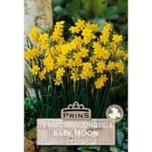 N. Baby Moon 6 - Narcissus Baby Moon