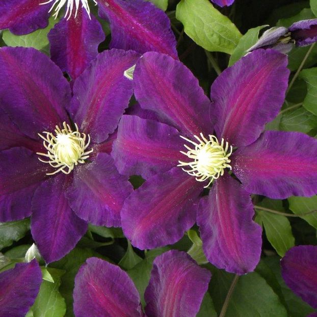 Clematis LECH KACZYNSKI - LECH KACZYNSKI