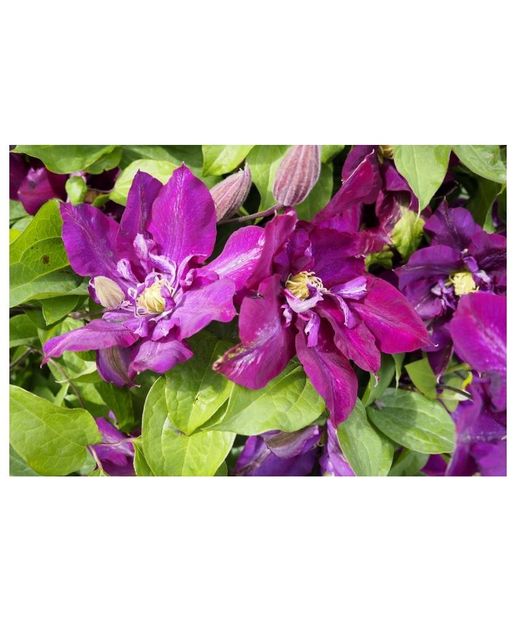 planta-clematis-lech-kaczynski - LECH KACZYNSKI
