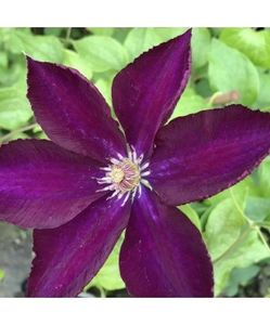 planta-clematis-lech-kaczynski-2 - LECH KACZYNSKI