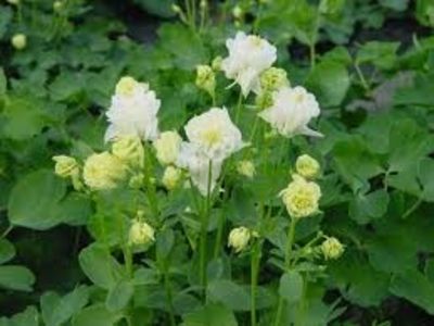 Aquilegia vulgaris Winky Double White 2 - Caldaruse Aquilegia vulgaris Winky Double White White