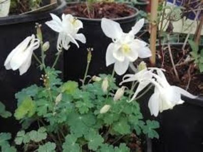 Aquilegia vulgaris Winky Double White - Caldaruse Aquilegia vulgaris Winky Double White White