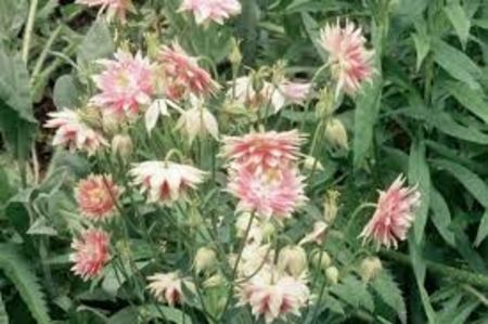 Aquilegia vulgaris Nora Barlow - Caldaruse Aquilegia vulgaris Nora Barlow