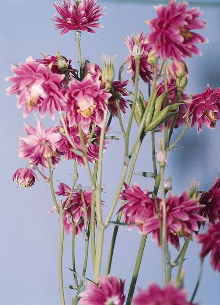 aquilegia_vulgaris_barlow_nora - Caldaruse Aquilegia vulgaris Nora Barlow