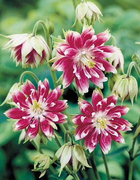 Aquilegia-Nora-Barlow-1 - Caldaruse Aquilegia vulgaris Nora Barlow