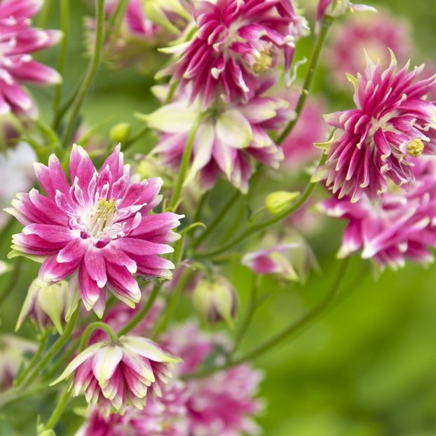 aquilegia-vulgaris-nora-barlow- - Caldaruse Aquilegia vulgaris Nora Barlow
