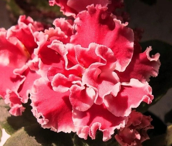 Poză net - RS Bog Solntsa