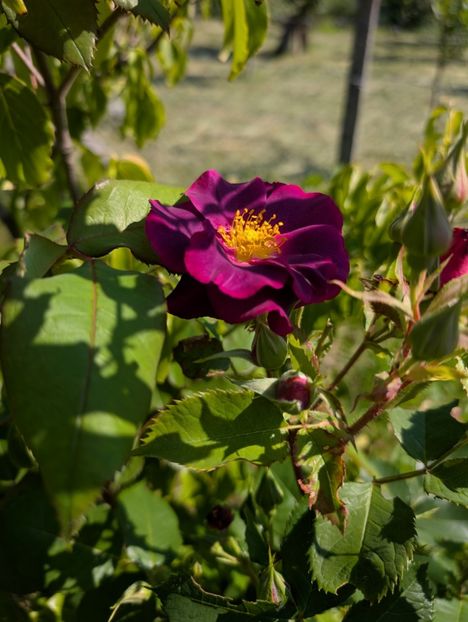 PXL_20250603_070736860 - Princess Sibilla de Luxembourg