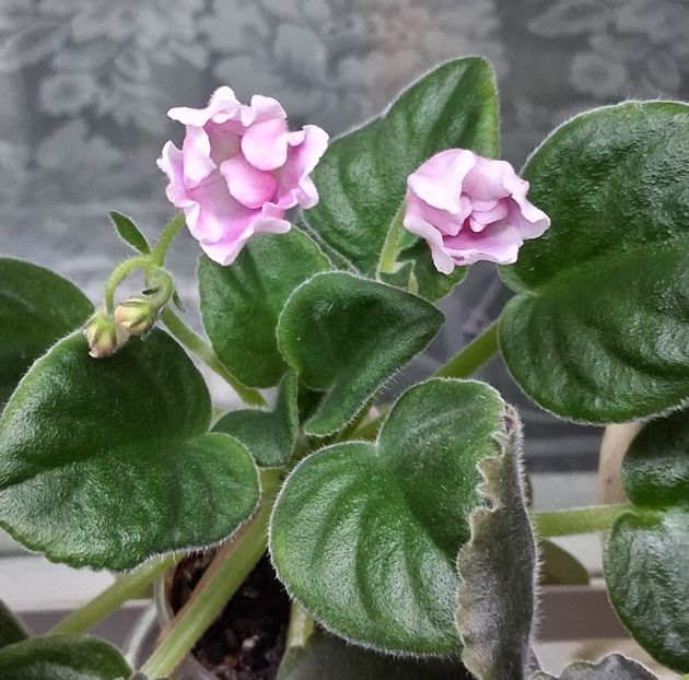  - RM - Volshenbyi Tulpan