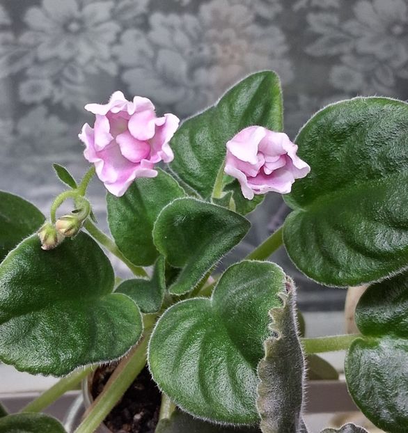  - RM - Volshenbyi Tulpan