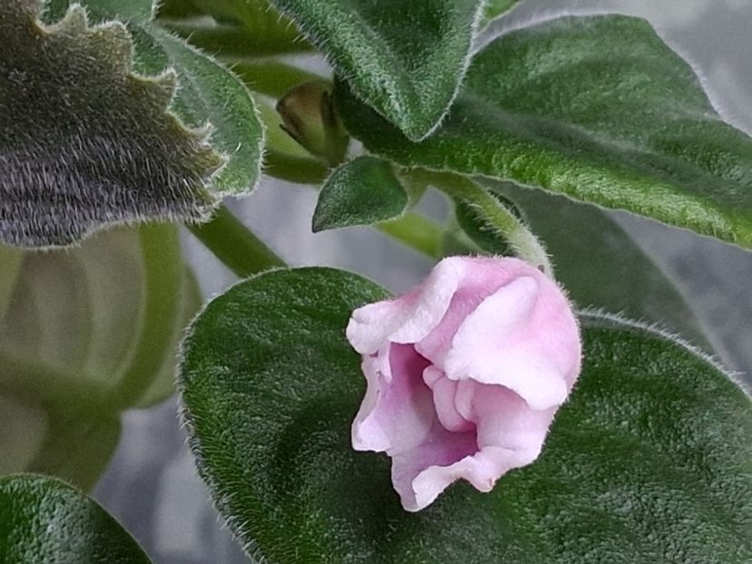  - RM - Volshenbyi Tulpan