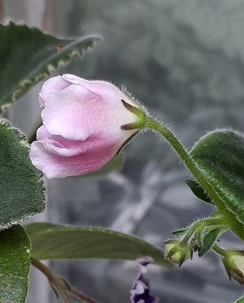  - RM - Volshenbyi Tulpan