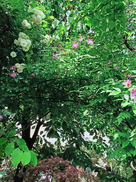  - Grădina 2025 continuare 3