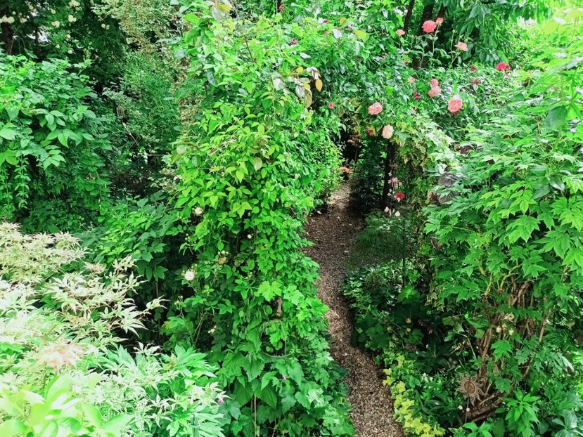  - Grădina 2025 continuare 3