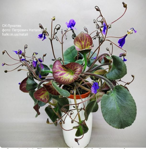 Foto net - Violeta SK-Lunatik