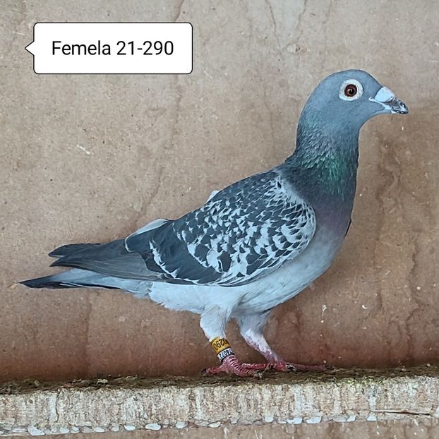 Femela 21-290 - Porumbei vanduti