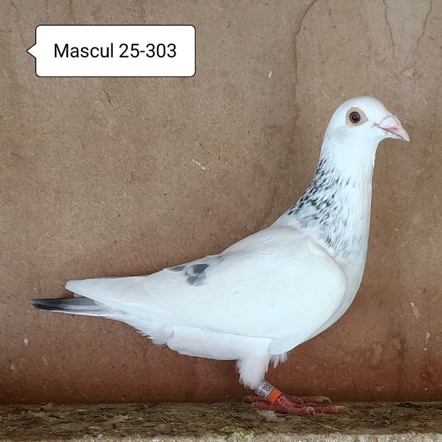 Mascul 25-303 - Cuci