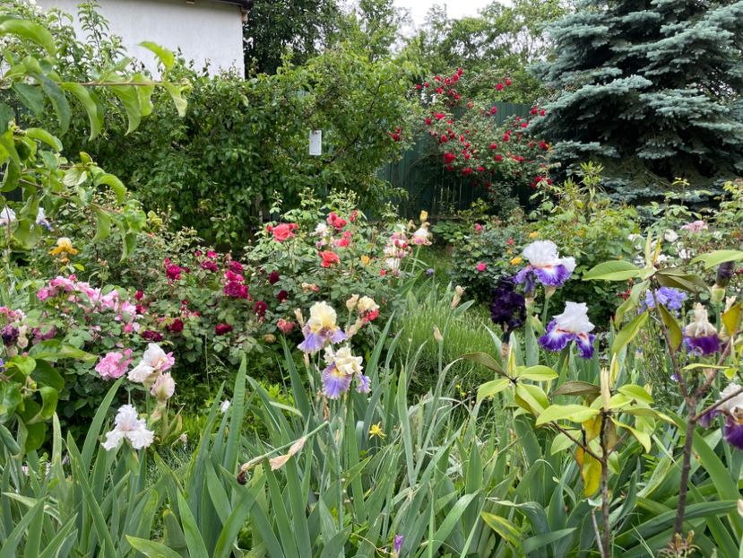  - 0005 - Gradina - 2025